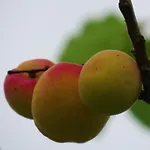 科美内尼别墅