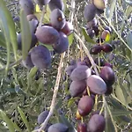 Koumneni