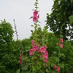 Koumneni Pano Akourdalia