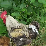 Koumneni Pano Akourdalia