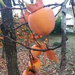 Koumneni Pano Akourdalia