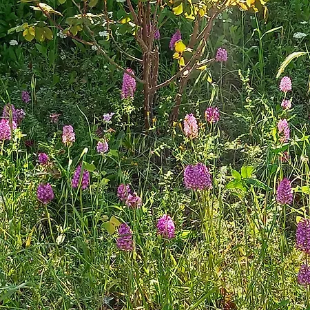 Koumneni Pano Akourdalia