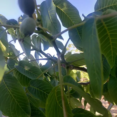Koumneni * Pano Akourdalia