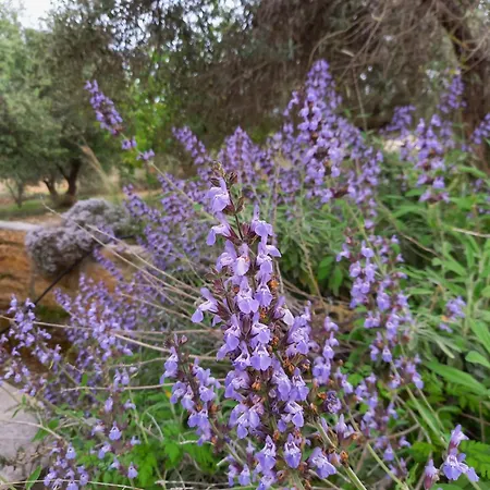 Villa Koumneni Pano Akourdalia