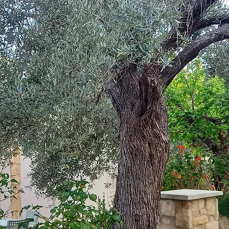 Koumneni * Pano Akourdalia
