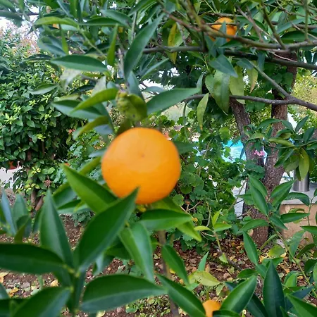 Koumneni *