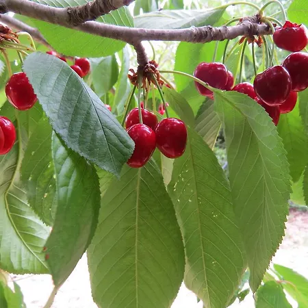 Vilă Koumneni *