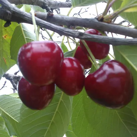Vilă Koumneni *