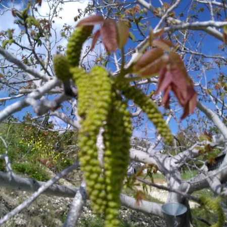 Villa Koumneni Pano Akourdalia