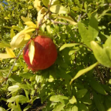 Villa Koumneni Pano Akourdalia