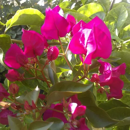 Villa Koumneni Pano Akourdalia