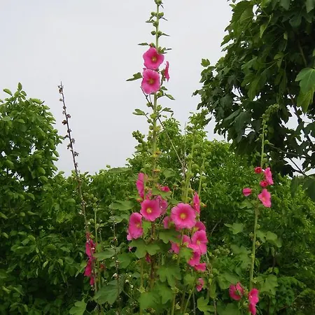 Koumneni Pano Akourdalia