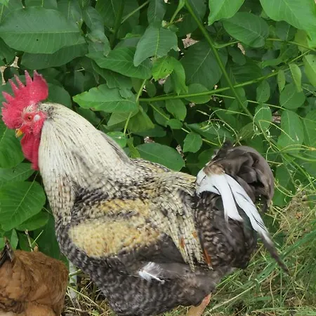 Koumneni Pano Akourdalia