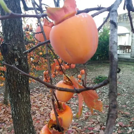 Koumneni Pano Akourdalia