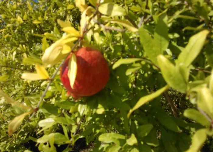 Vila Koumneni Pano Akourdalia