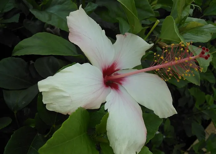 Koumneni Pano Akourdalia