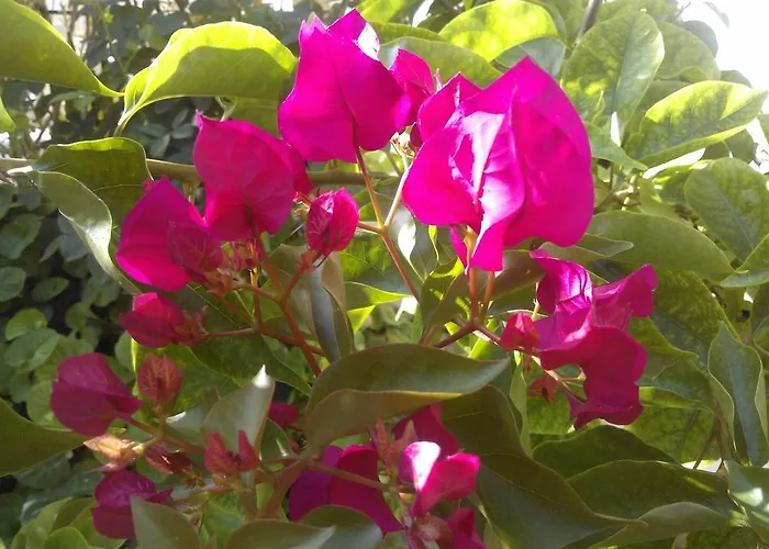 Villa Koumneni Pano Akourdalia