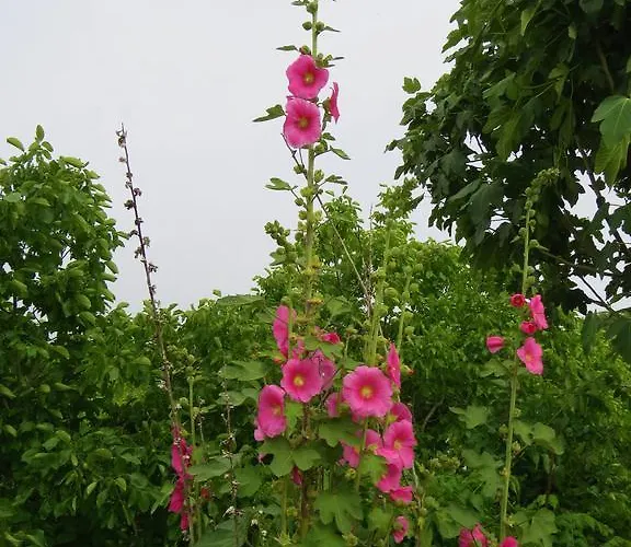 Koumneni Pano Akourdalia