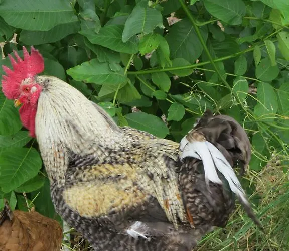 Koumneni Pano Akourdalia