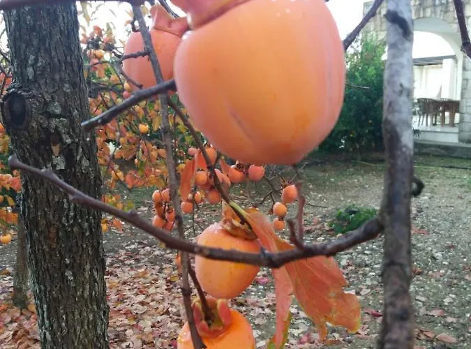 Koumneni Pano Akourdalia